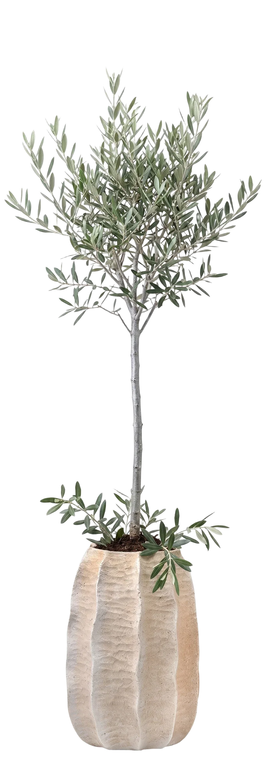 Small olive tree in a tall beige pot as a cut-out packshot